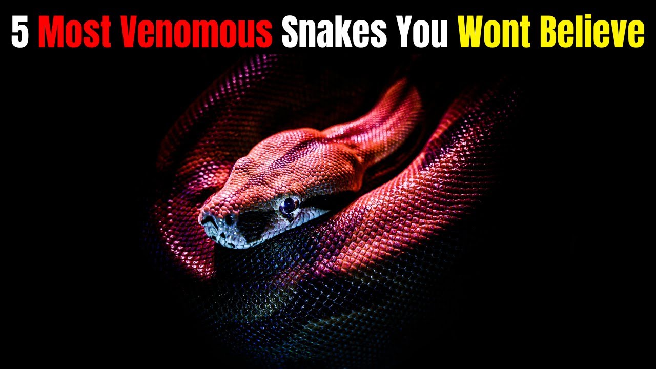 5 Most Venomous Snakes in the World You Wont Believe Actually Exist
