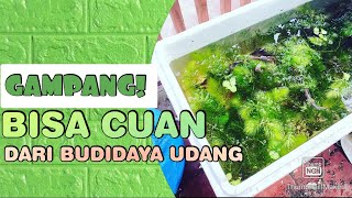 TIPS BUDIDAYA UDANG HIAS DI LAHAN TERBATAS - PAKAI STEROFOAM