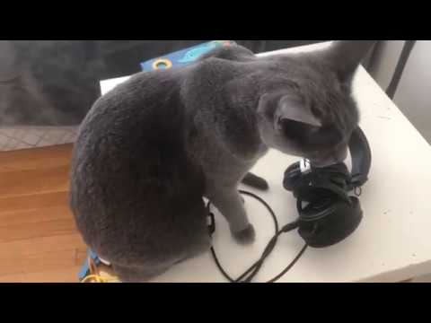 Video: How to take a cat's temperature at home?
