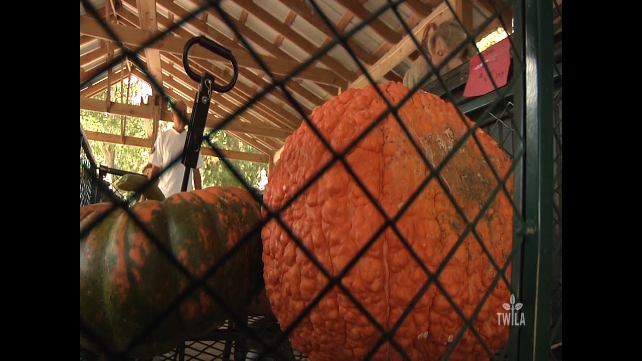 Finding the Perfect Pumpkin