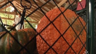 Finding the Perfect Pumpkin