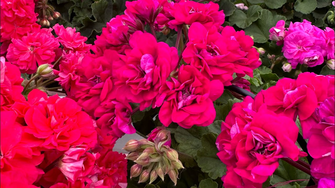 Пеларгонии цветут как бешеные 💚💚💚 обзор 29.07.2025 