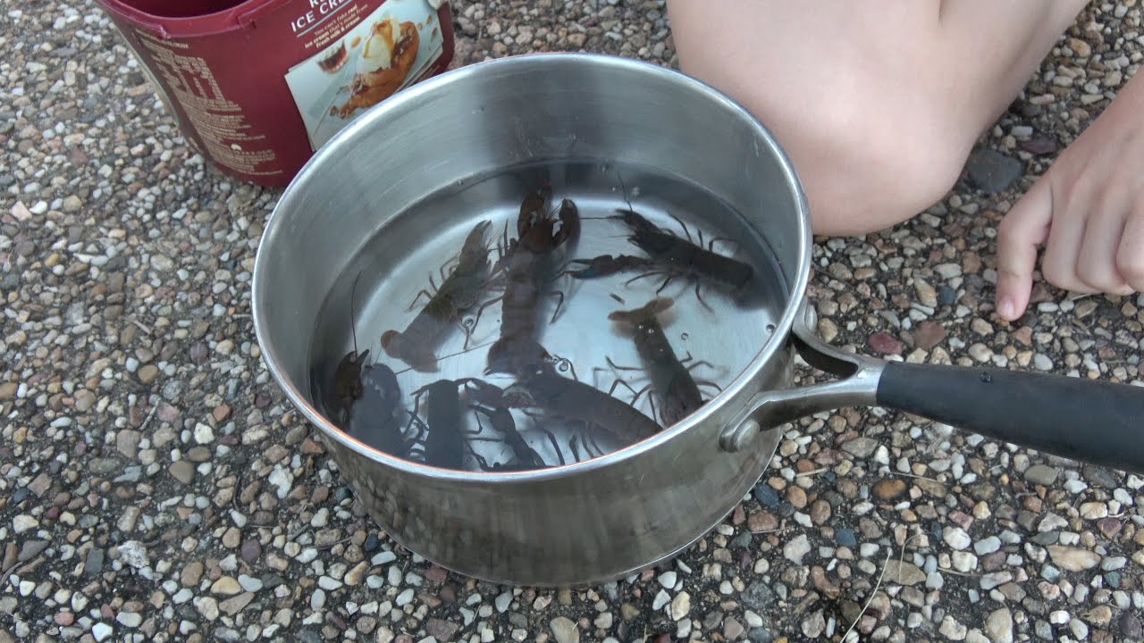 Yabbies, Catch and Cook. North Queensland, Australia.
