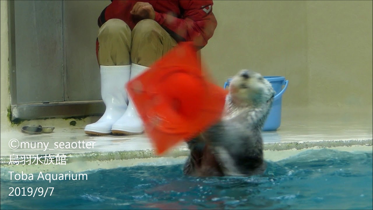 パイロンを持ってくるくる回るラッコのメイちゃん 鳥羽水族館 Youtube
