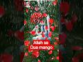 #Dua AI -#अल्लाह हु अकबर अल्लाह से मांगो रहीमो करीम है #new #content #creators #100के✅🕋#new #video
