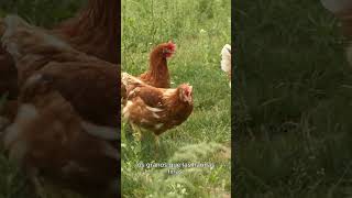 La alimentación de las gallinas camperas en Campomayor