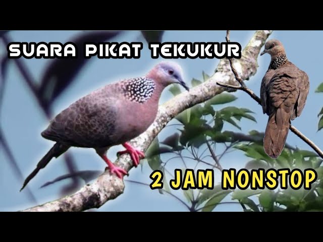 SUARA PIKAT TEKUKUR MASTERAN || COCOK UNTUK NYANGGONG || 2 JAM NON STOP class=