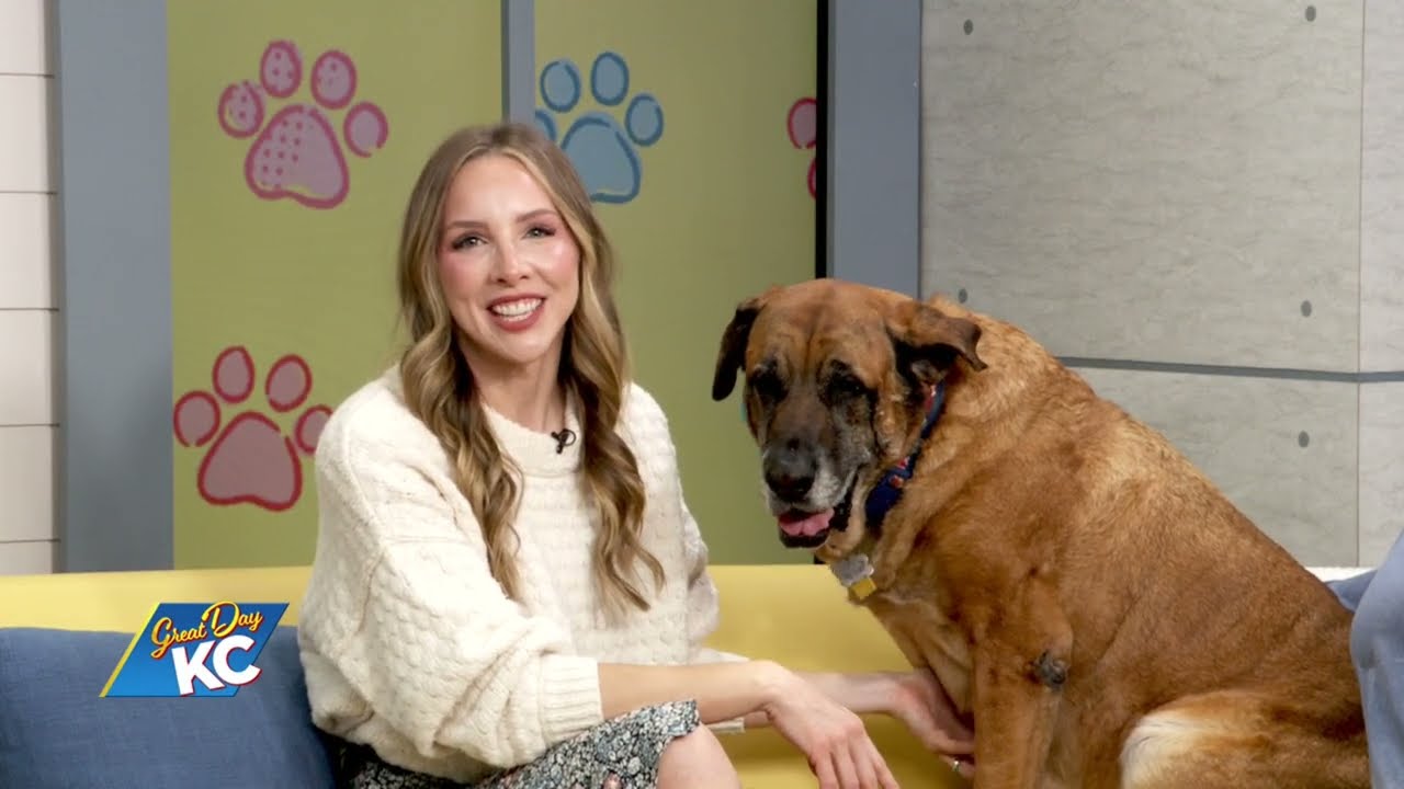 Adoptable BELLA From Imagine FURever Ranch