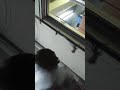 مزح معه ولكنه لقي حتفه اضحك معنا