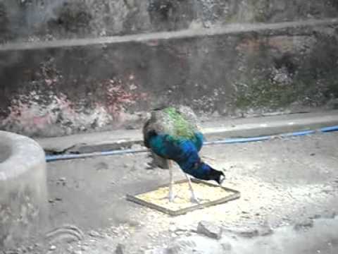 funny-peacock-in-kolkata-zoo