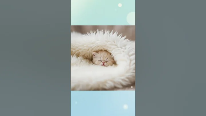 Video 11820351: gorgeous bengal, siamese, purebred kittens, spotted kitten, fluffy kitten