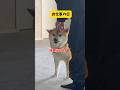 【態度が180°変わる柴犬】パパがお仕事の日とお休みの日で態度が豹変する柴犬はこちらです…#柴犬#おもしろ #shorts