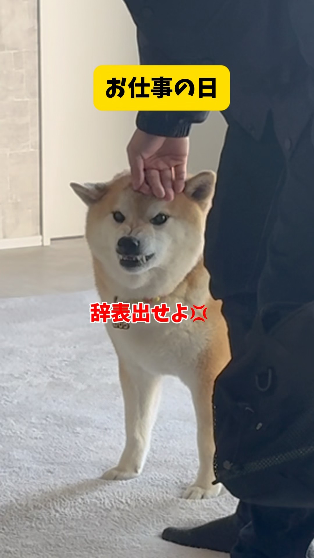 もちごめ兄弟ちゃんねる - YouTube