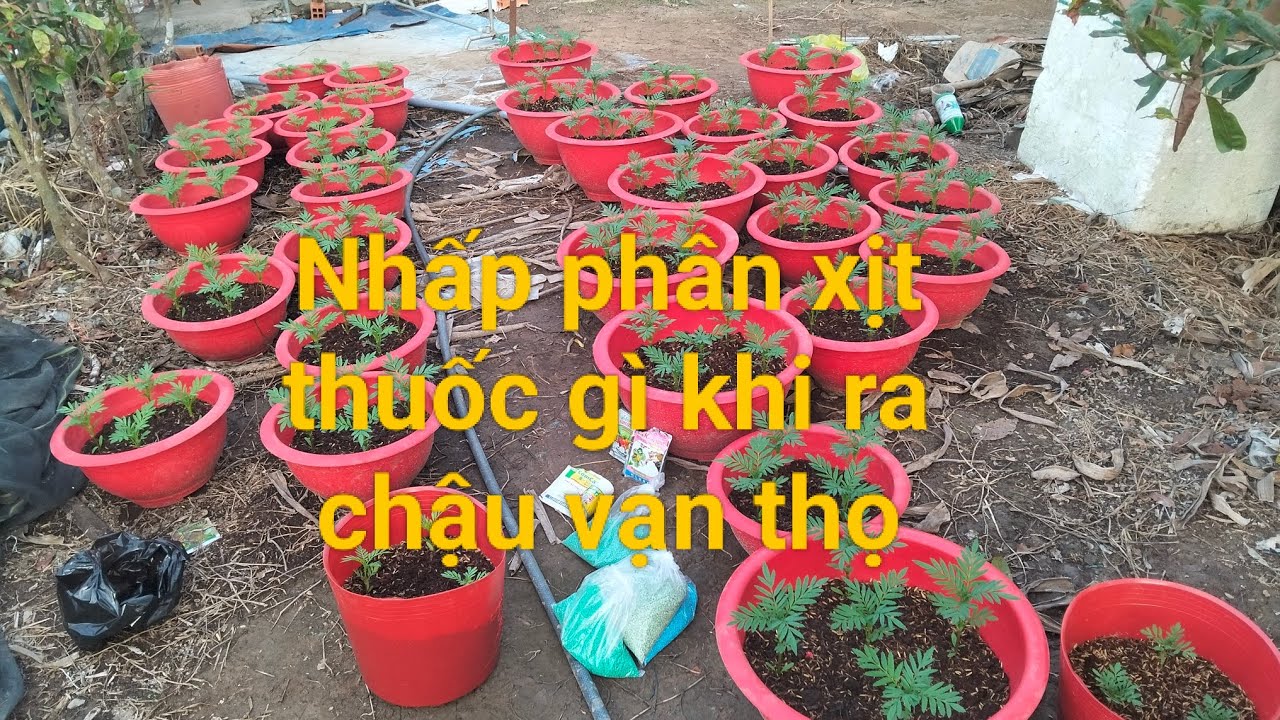 Chia sẽ tưới phân và xịt thuốc khi vạn thọ mới ra chậu