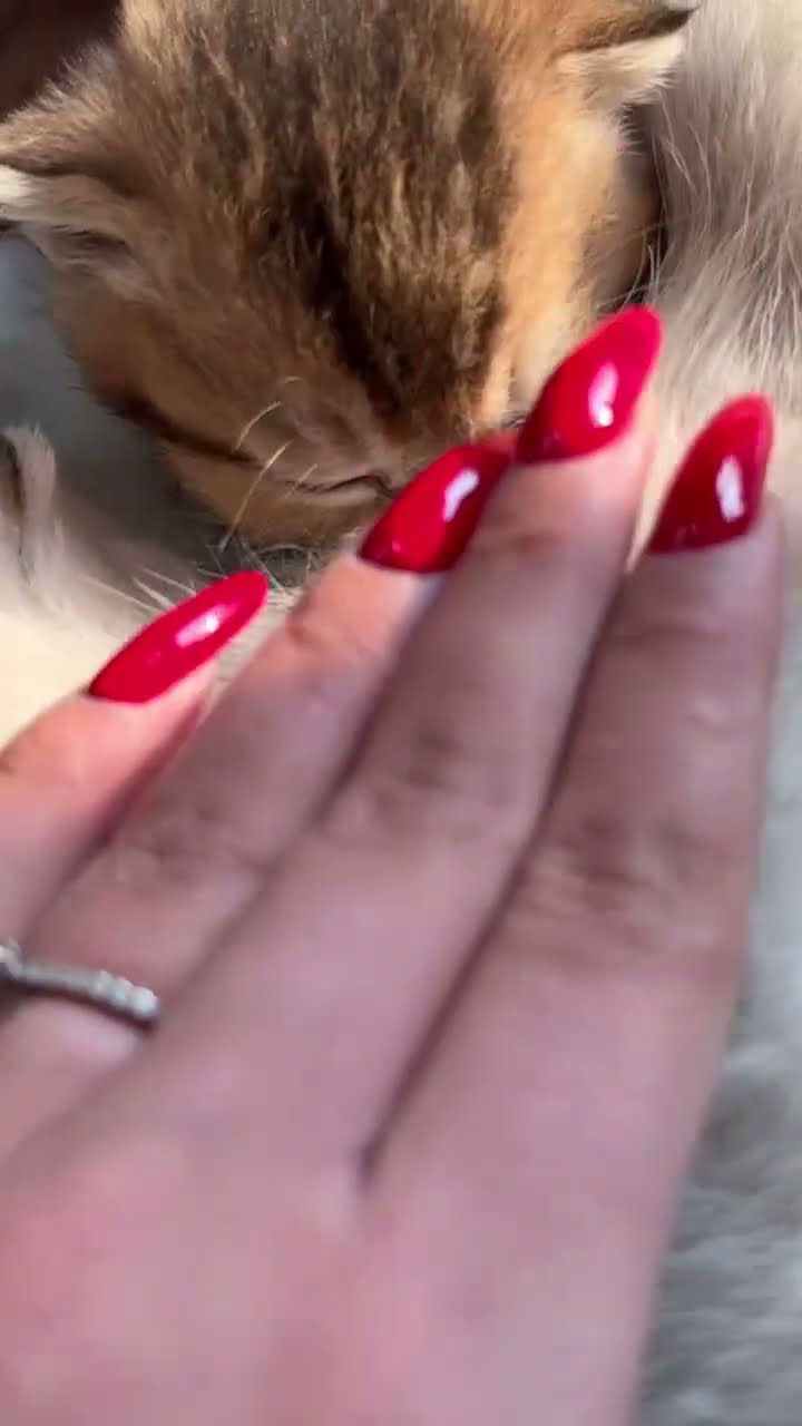 Bébé chaton très mignon ♥️ ♥️ ♥️ ♥️ ♥️