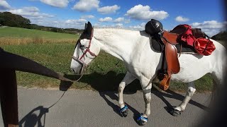 Check: Herbstritt und was dazu gehört - My Mustang & me on tour