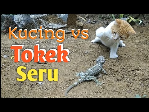 VIRAL PERTARUNGAN TOKEK VS KUCING/ FIGHT CAT VS GECKO cats,  ANIMALS, FUNNY LUCU