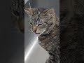 Funny Thirsty Cat Drinks Water! 🚰😺