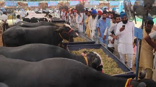 pashu mela gadvasu ludhiana 2024#vlog#trending#viral#nature#best#live#top#veterans#gadvasu#animals