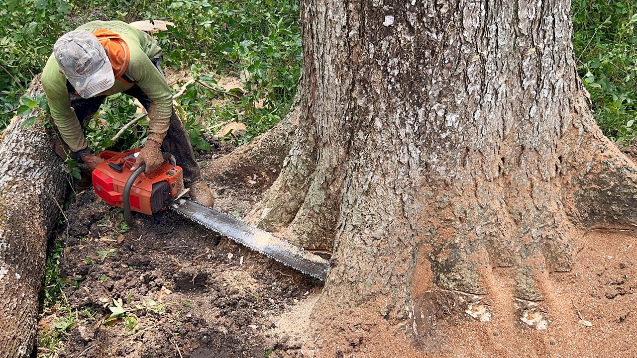 Hard to be conquered... Cut down a large trembesi tree in a difficult ...