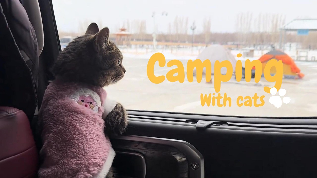 Let's Camping With Cats Snow Season.