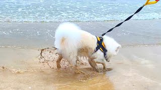 What if Milky, the digging expert, goes to the beach? LOL