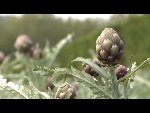 l'artichaut-violet,-un-cœur-à-prendre-au-printemps---météo-à-la-carte