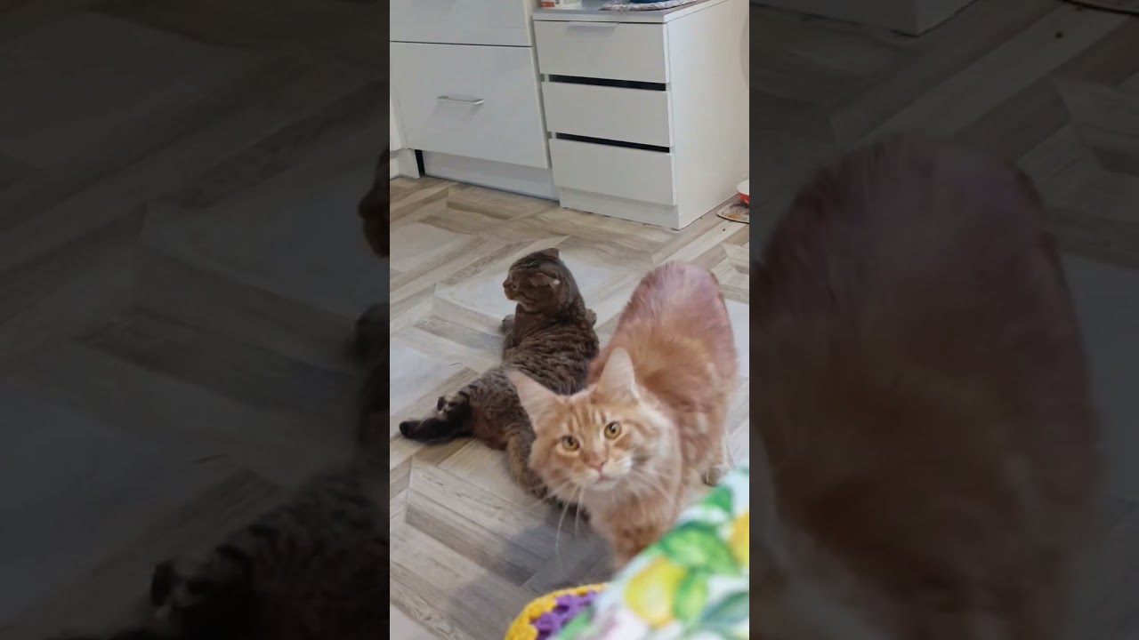 Давно пора кормить 