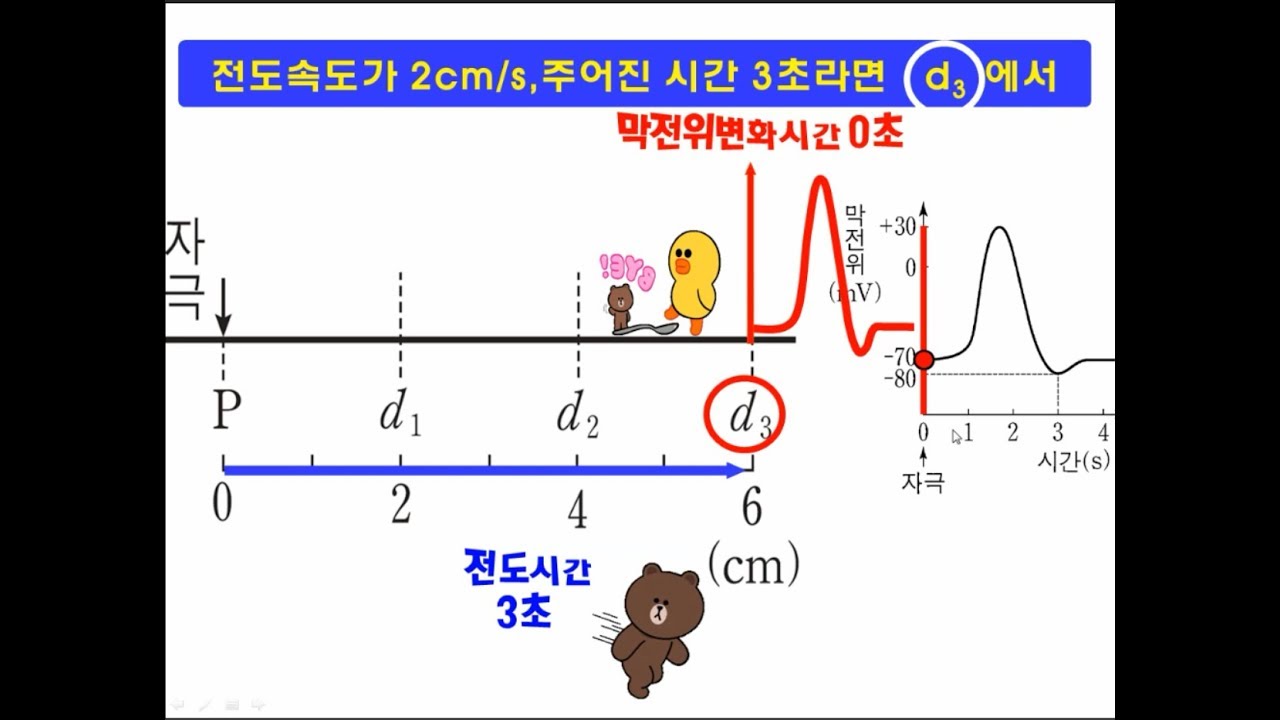 흥분의 전도 속도 계산하는 방법 - 그래프 읽는 방법 완전 정복! 꿀팁 대방출!!^^