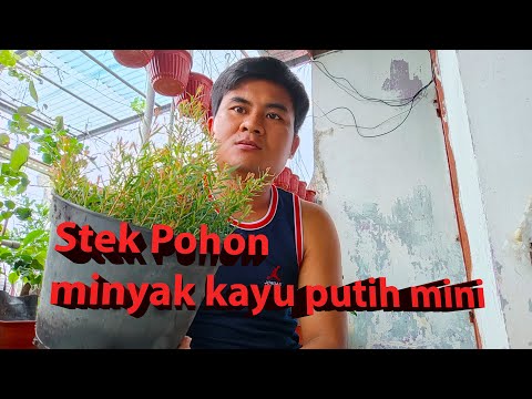 Perbanyak pohon minyak kayu putih mini dengan stek