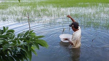 Chú Út Giăng Lưới Cá Rô Đồng Bằng Mồi Xác Mắm Dính Toàn Cá Bự Cho Buổi Cơm Chiều.Góc Làng Quê#25