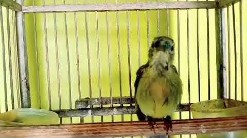 Kolibri kelapa TROTOL Gacor besetan tembakan tajam masteran kolibri manggar gacor