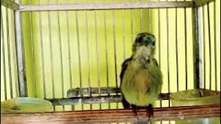 Kolibri kelapa TROTOL Gacor besetan tembakan tajam masteran kolibri manggar gacor