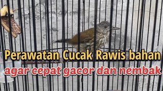 Perawatan burung Cucak rawis agar cepat gacor