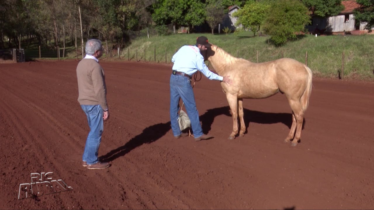 Doma racional é uma verdadeira arte e exige muito conhecimento