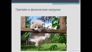 Пикногенол. Натуральный антиоксидант Грэпайн НСП Пикногенол. Натуральный антиоксидант Грэпайн НСП