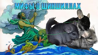 Мифы про шиншилл. Часть 2