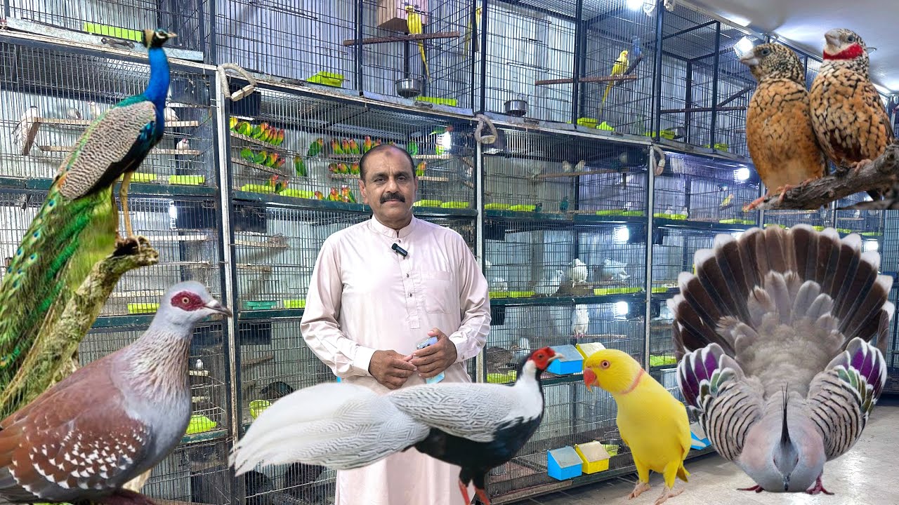 Multan Birds Market Rasheedabad 04 October 2025 | birds paradise | Mustaq Ahamad
