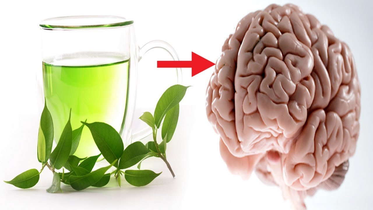 Green Tea Boost Your Brain Power And Enhance Memory Focus How To 