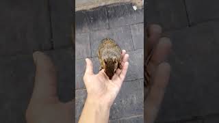 #cutepets#squirrel#nature#love#trending#romantic#nothingimposibleinthisworld