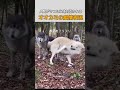 人間がやったら絶対引かれるけど、オオカミの世界では最高の愛情表現💕 #動物 #かわいい #動物の雑学 #狼 #shorts #オオカミ #wolf