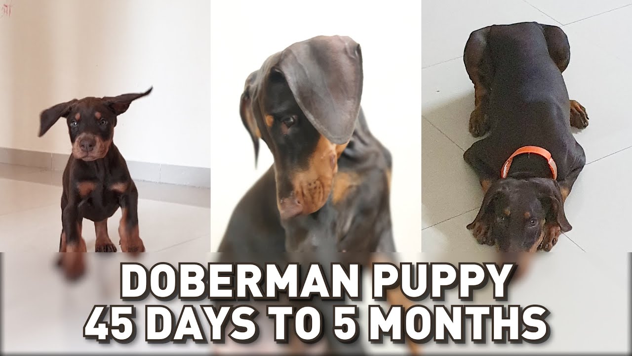 Grace (Doberman Puppy) Growing from 45 Days to 5 Months | Puppy Transformation 😍😘🐾 