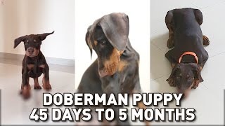Grace (Doberman Puppy) Growing from 45 Days to 5 Months | Puppy Transformation 😍😘🐾 #doberman