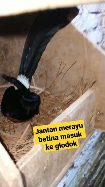 Murai jantan merayu betina supaya masuk ke glodok #shorts