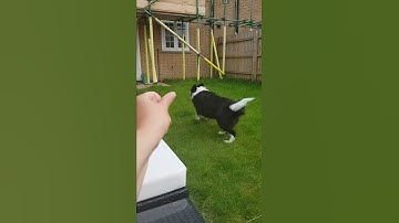 Border collie tricks