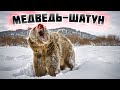 🐻Кто такой МЕДВЕДЬ ШАТУН и почему он ОПАСЕН?