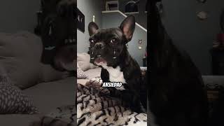 ¿Tu perro se emociona demasiado cuando llegas? 🐕 #Curiosidad #Animales