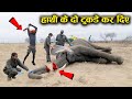 क्यों काट दिए जाते है हाथी के ये अंग ? Why are these parts of an elephant cut off?