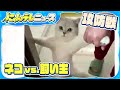 【必死の抵抗】往生際の悪いネコ 飼い主と“攻防”