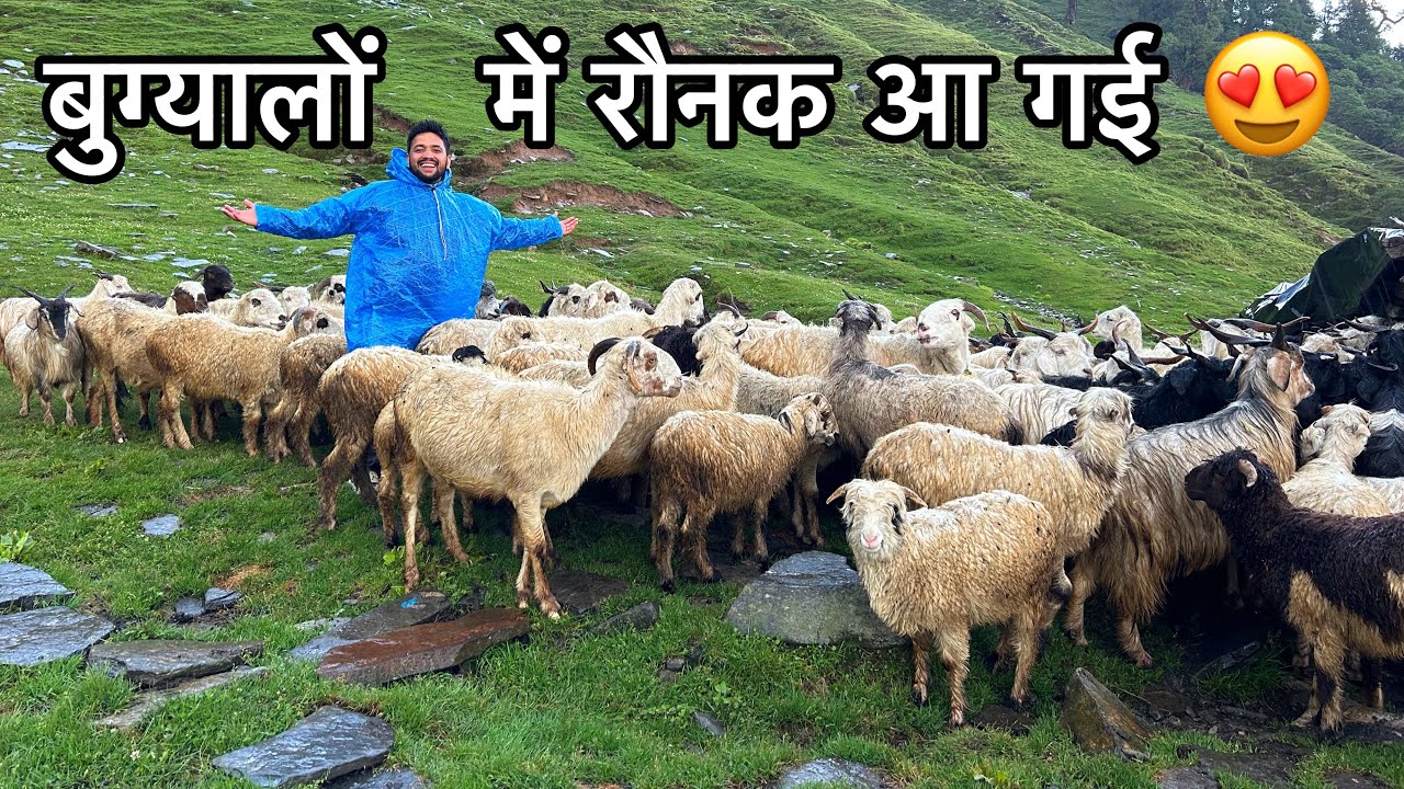 दुनिया की सबसे खूबसूरत जगह 😍 जहां जाकर मिलता सुकून ? हरे भरे बुग्याल ​⁠@arjunkhalptiavlogs